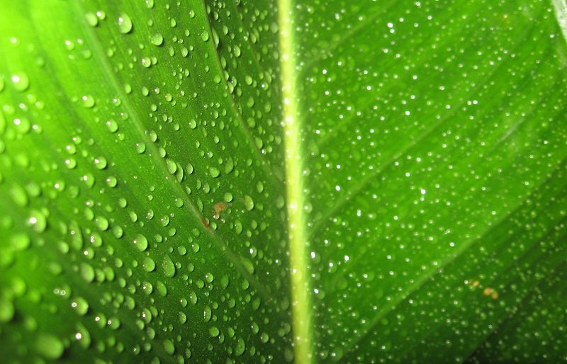 Wet_Leaf